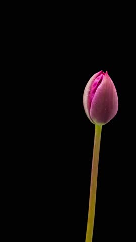 Time Lapse of flowering tulip on black background. Spring timelapse of tulips flowers