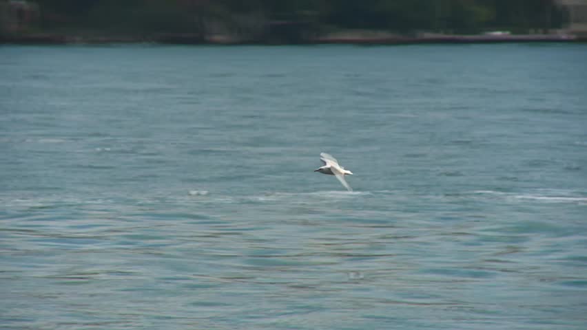 Seagull Flying Over the Sea in Istanbul