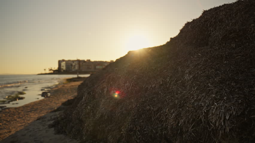 Natural accumulation of seaweed on a sunny beach during golden hour. Seasonal change, coastal landscape, organic material washed ashore by waves, calm seaside atmosphere.
