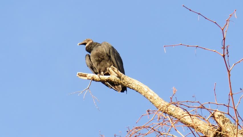A vulture sits on a tree during the summer day