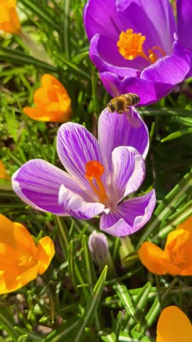 Bee on lila crocus flowers in spring garden, Vertical video