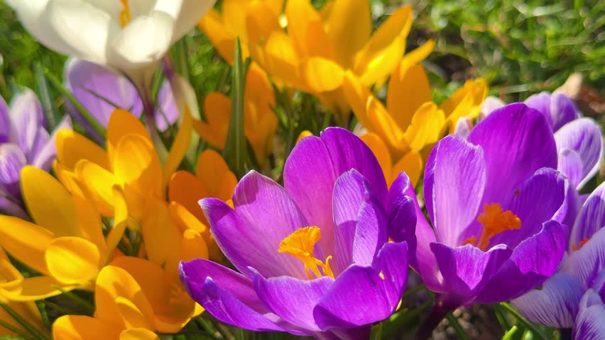 Bee on sunny crocus flowers in spring garden