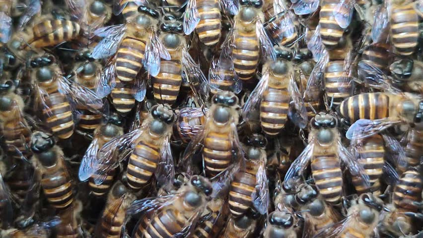 Close-up macro view of honey bees clustering inside a beehive, showing social insect behavior, teamwork, and natural hive activity related to pollination, biodiversity, and sustainable agriculture.