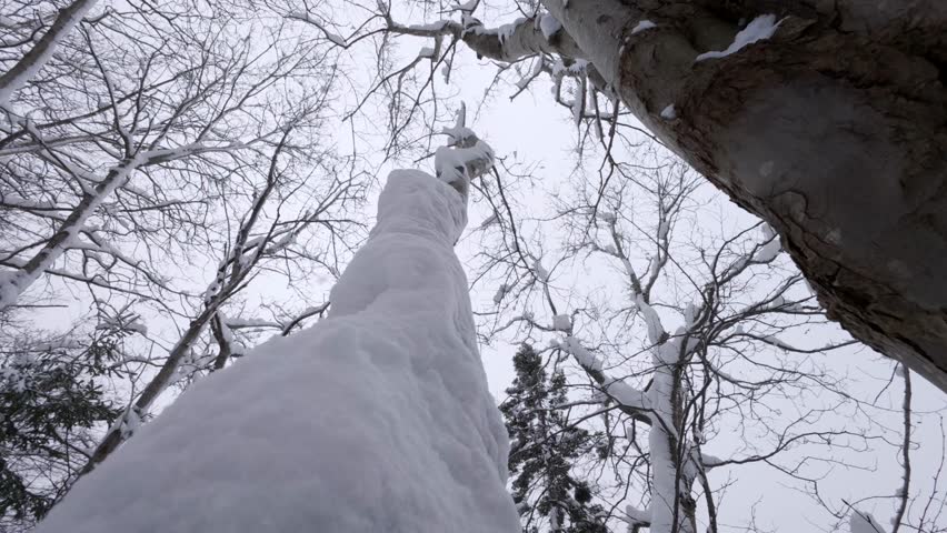 Looking from below at snow-dusted trees while soft snowfall covers branches. Quiet winter day in a Nova Scotia park with serene natural mood.
