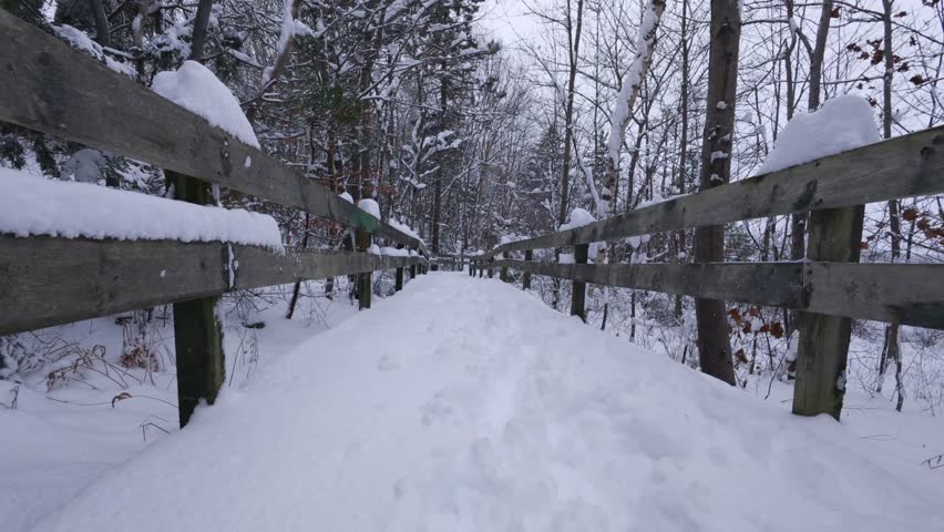 Soft snowfall drifts through a forest of snow-covered trees during winter. Calm outdoor scene from Dartmouth, Nova Scotia, Canada capturing untouched Canadian winter landscape.