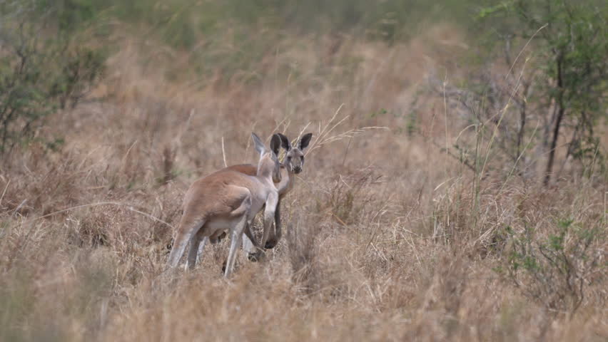 big red kangaroo, Osphranter rufus, hopping through the blurry heat haze of a vast grass plain in the outback in Queensland Australia.