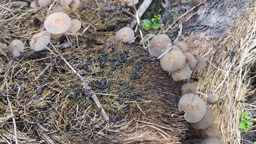 cluster of wild Psathyrella corrugis sprouting out from the decaying wood trunk.