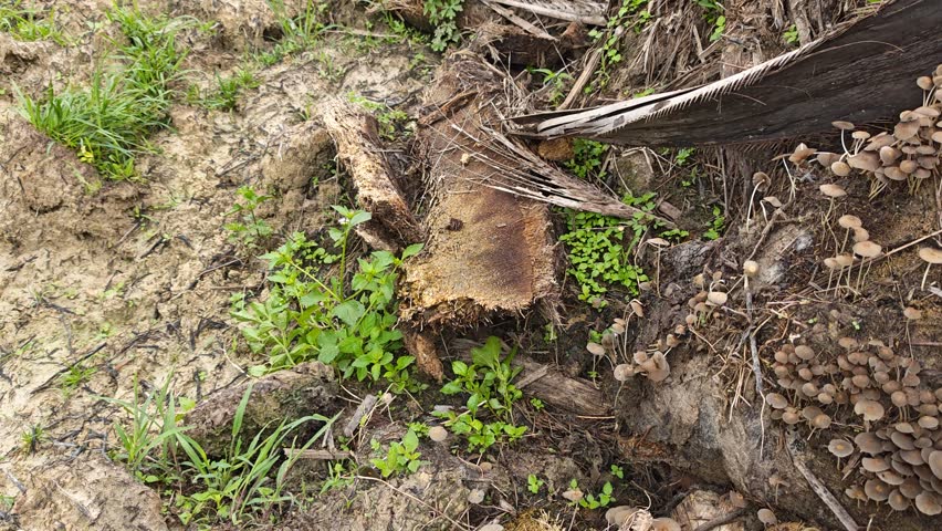 cluster of wild Psathyrella corrugis sprouting out from the decaying wood trunk.