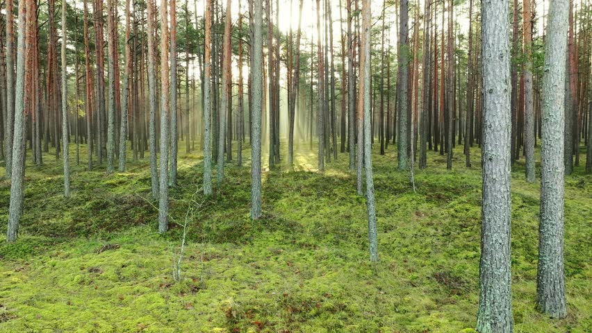 Drone flying forward in Nordic pine forest with warm sunlight and morning mist