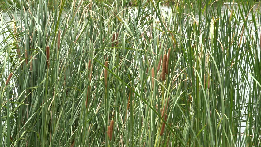 Brown seedheads on the tip of bulrush reeds by the lake