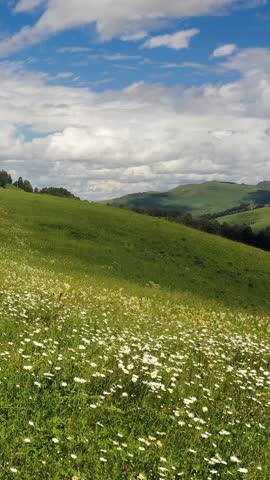 Vertical aerial video view from drone on Altai natural landscape with chamomile meadow fields.