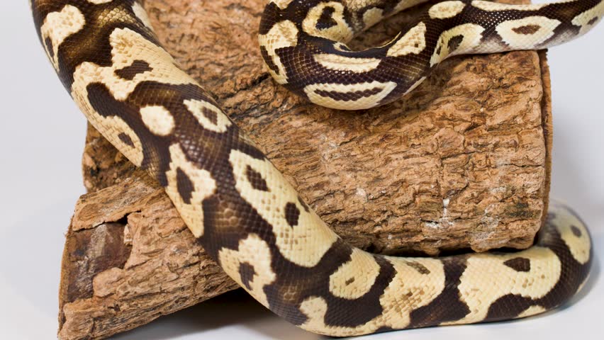 Close-up ball python calmly coiling on textured wood under soft studio lighting, minimal camera movement