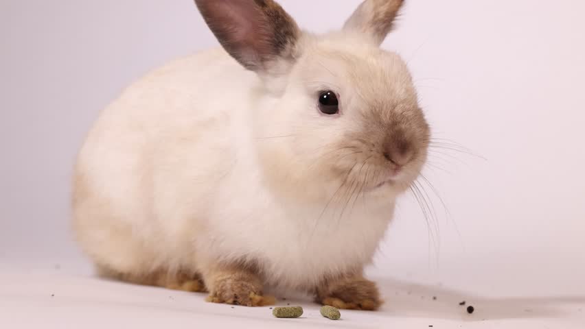 A cream dwarf rabbit sits on a white background eating food pellets in studio lighting