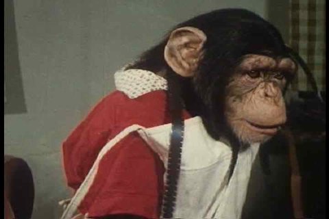 1950s - A chimp edits film in the studio.