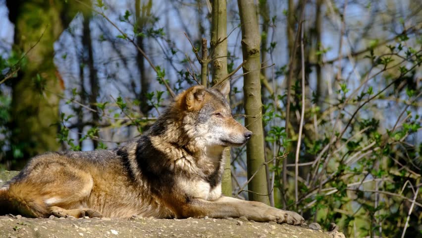 Majestic Grey Wolf Resting In Deep Forest.