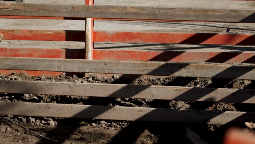 Goats interacting at a farm in the afternoon sun