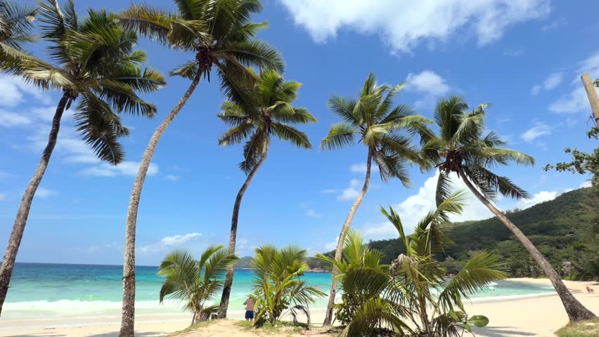 Reveal footage of takamaka beach, coconut palm trees, white sandy beach and calm water, Mahe, Seychelles 25fps 003