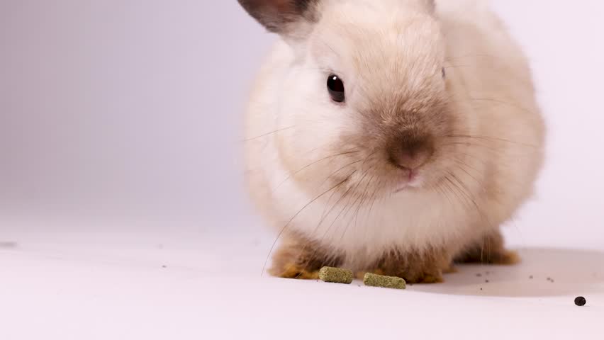 A cream dwarf rabbit eats food pellets on a white background while being hand-fed