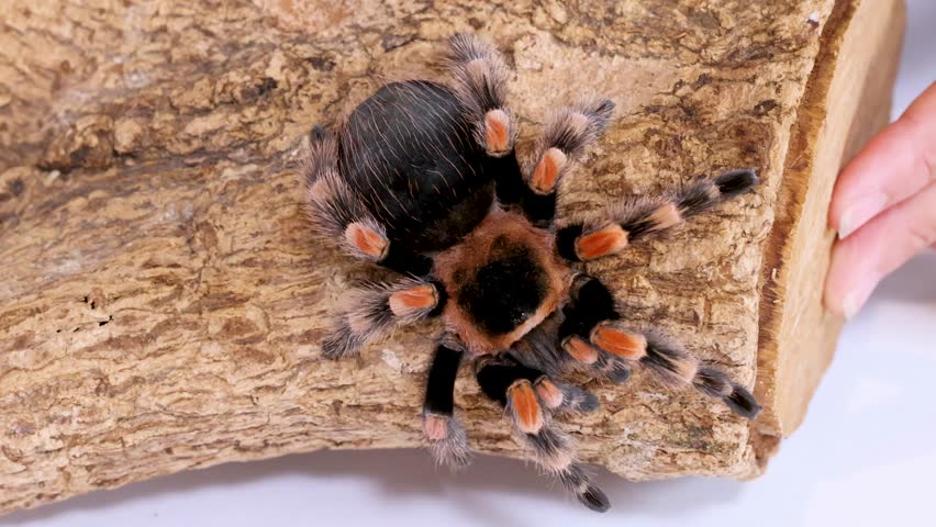 A Mexican redknee tarantula sits motionless on textured wood bark against a white background