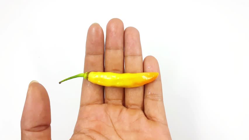 Hand holds one small bright yellow chili pepper gently between fingertips showcasing its vibrant color and pointed shape against the pure white backdrop.