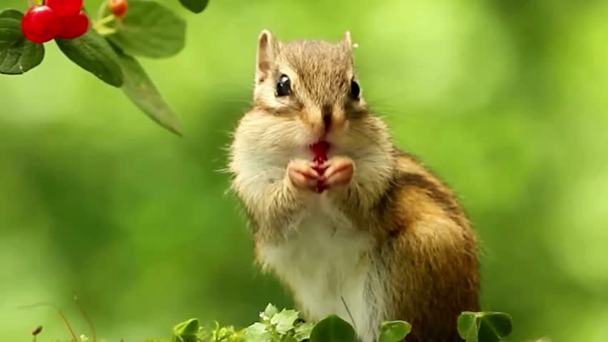 Close-up of a tiny striped squirrel enjoying a wild fruit on a green blurred nature background.