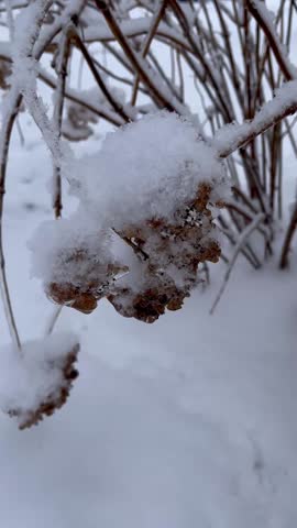 Video zooming in on dried hydrangea flower under snow and ice
