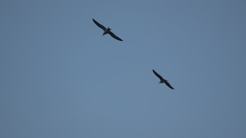 Birds flying sky, silhouettes soaring against blue dusk background.