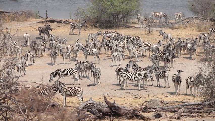 Large Zebra Gathering