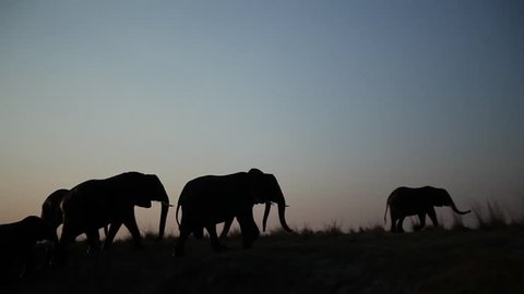 Large herd of African elephants silhouetted and walking along river bank