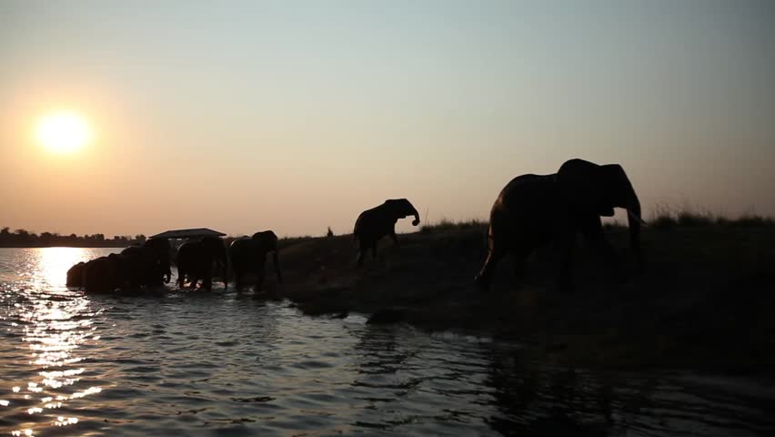 Silhouette elephants walk out of water and along river bank