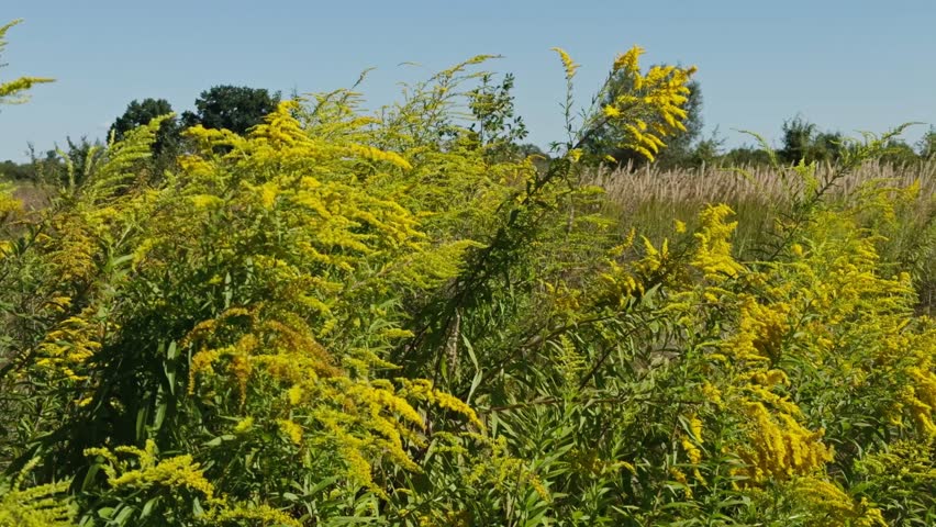Fresh Plant For Organic Herbal Medicine And Wellness, Late Summer Season Atmosphere In Wildwood. Homemade Honey Production, Wilderness Flora Pristine Habitat. Autumn Harvest Of Edible Medicinal Herbs