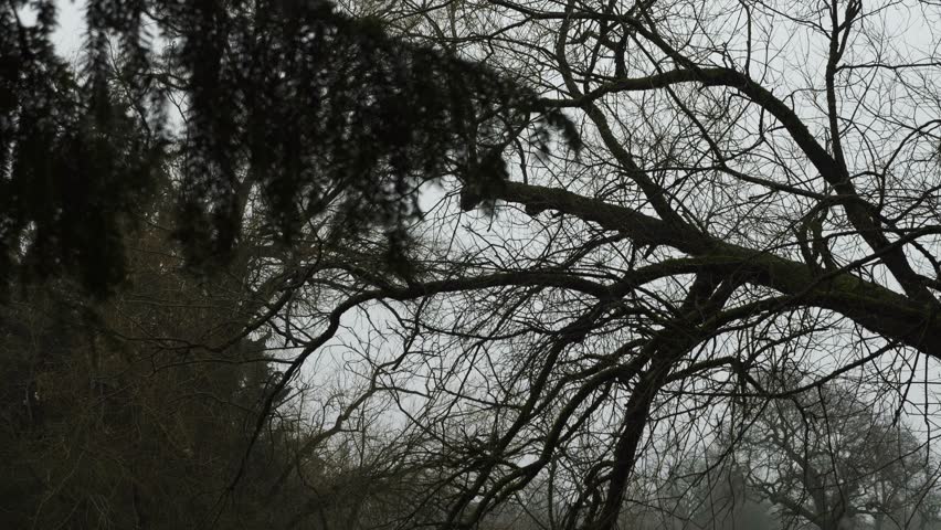 Spooky Bare Tree Branches, Slow Camera Move.
Atmospheric footage of bare tree branches silhouetted against a misty, overcast sky on a winter day. Shot in Canon Hill Park, Birmingham, the camera gently moves before coming to rest. Ideal for themes of nature, winter, melancholy, transition, solitude, environment, and seasonal change.