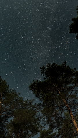 Time lapse of Curving star trails above tall pine silhouettes in night wilderness, Long exposure sky motion creates luminous arcs surrounding tranquil forest canopy, vertical footage