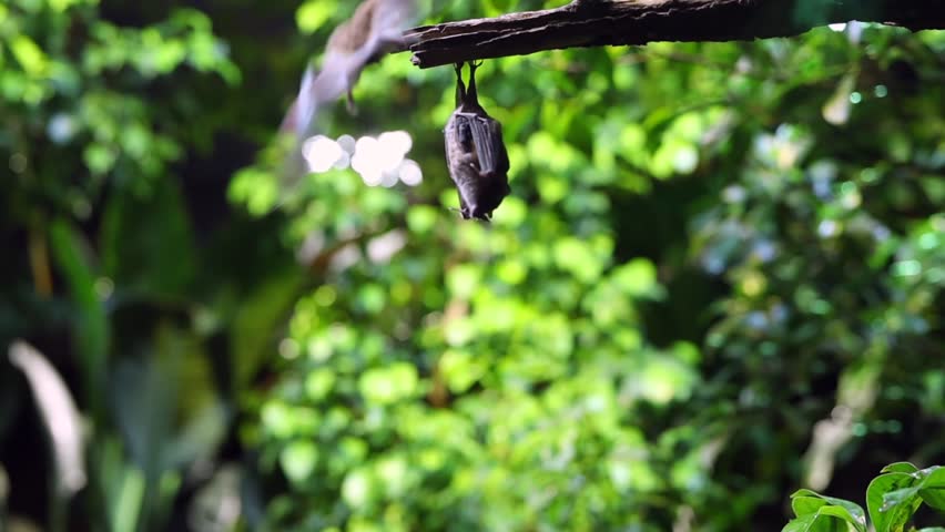 Bats hanging upside down on a branch in a lush green environment. The background features blurred foliage, creating a natural habitat setting.