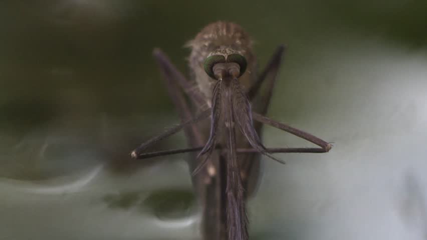 newly hatched mosquito unfolding on water surface close up