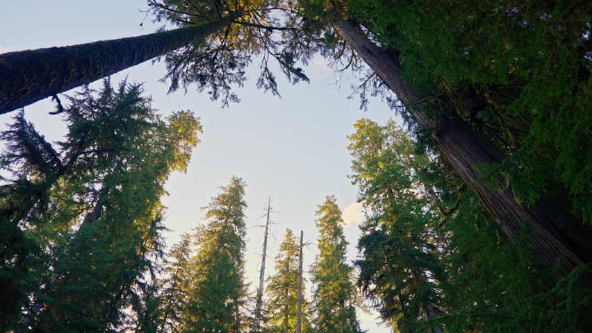 Tall trees rising in the forest of Olympic National Park, Washington, showcasing dense greenery and towering canopy. Ideal for nature, wilderness, and landscape footage