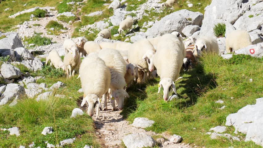 Close-up view of sheep walking along a rocky mountain path in a natural rural landscape.