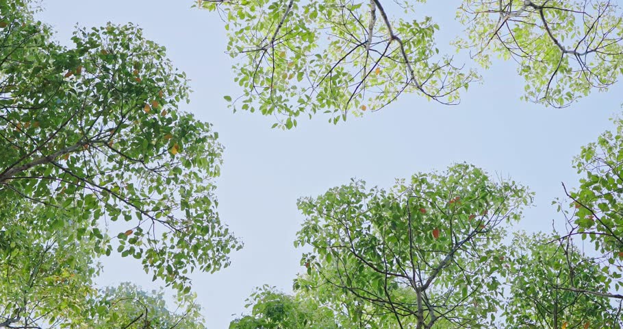 The forest looks up and takes pictures of nature
