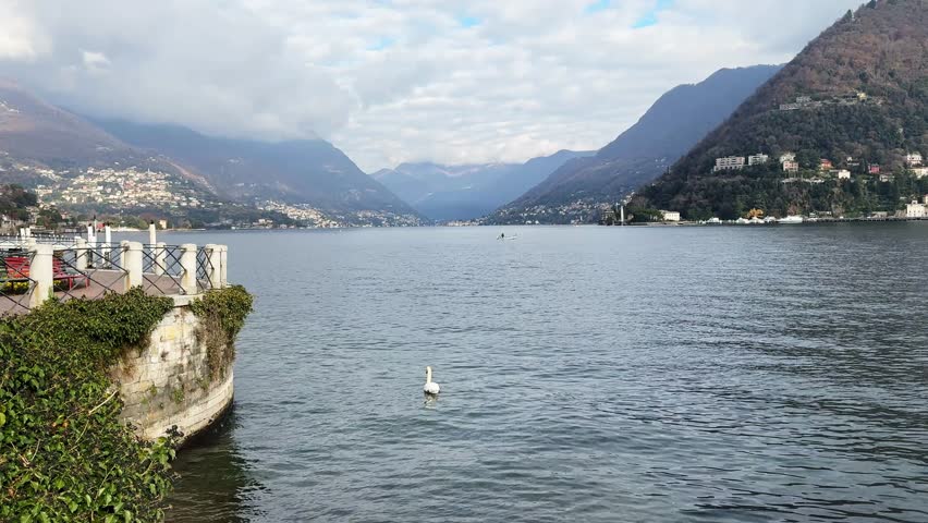 Beautiful view of Como lake, Italy. White swan floating near the shore. Alps mountains with clouds in the background. Beautiful landscape at sunny day. 
