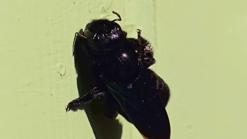 Extreme close-up of a carpenter bee moving wings and legs on a painted door