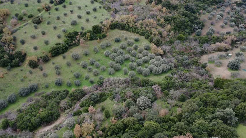 Isolated Mountain Olive Grove Surrounded by Mediterranean Forest in Greece