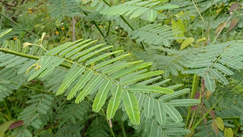 Lush Green Plants Growing in a Beautiful Natural Environment
