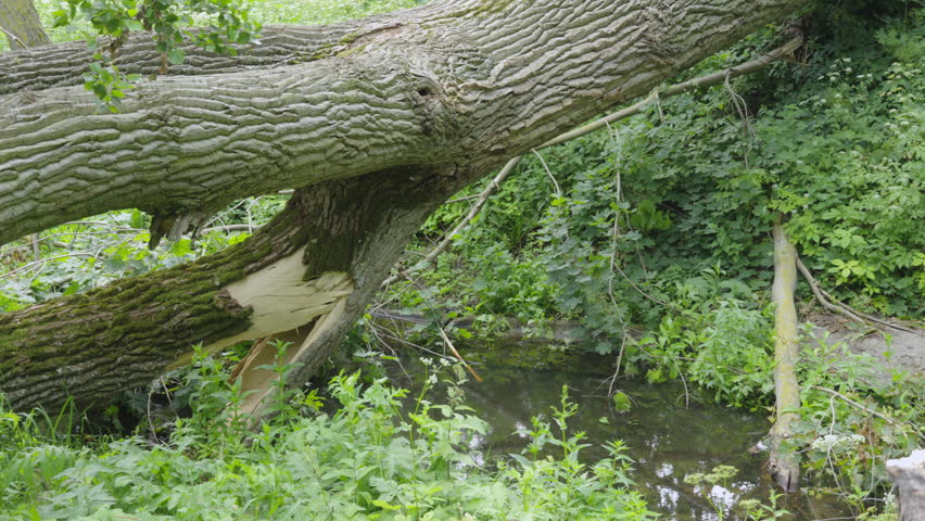 Large fallen tree forms a natural bridge over a ditch with a gentle stream. The trunk looks lightning-struck, lying across the creek in a dense, green forest