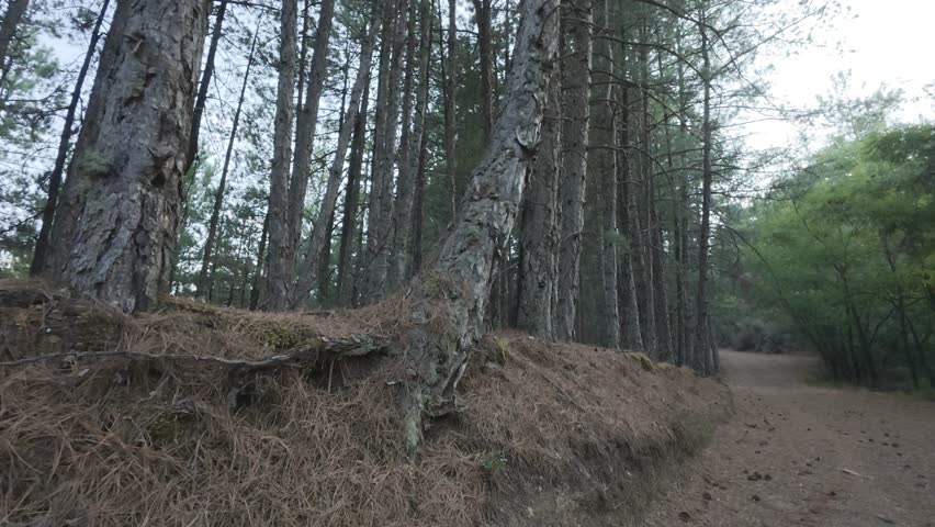 Remote Mountain Path With Pine Trunks And Dense Forest Canopy