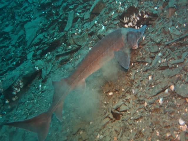 Wild sturgeon feeding over sand and gravel, shown in close-up while displaying its impressive protruding mouth. Ancient freshwater fish with distinctive features, native to rivers and lakes of North America and Europe, commonly found in natural aquatic habitats.