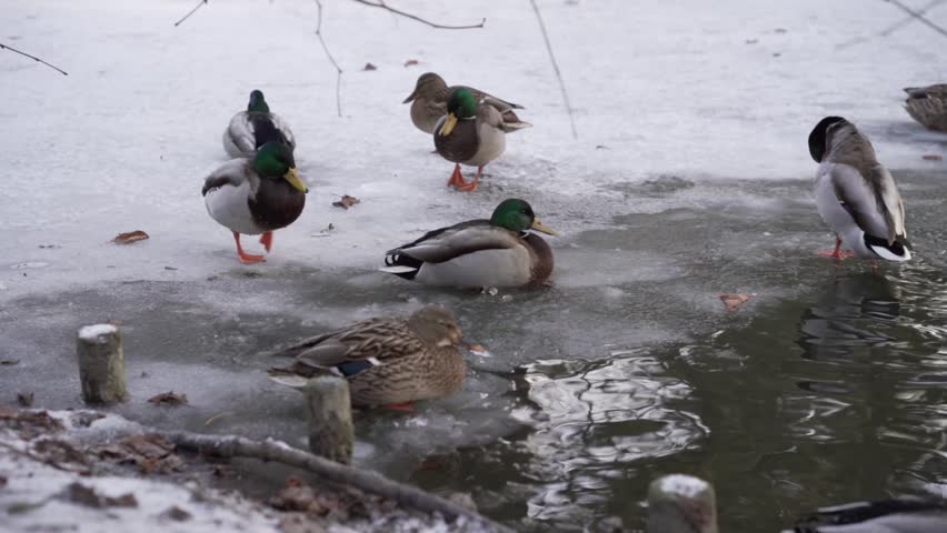 A group of ducks stands on ice near a pond on a winter day