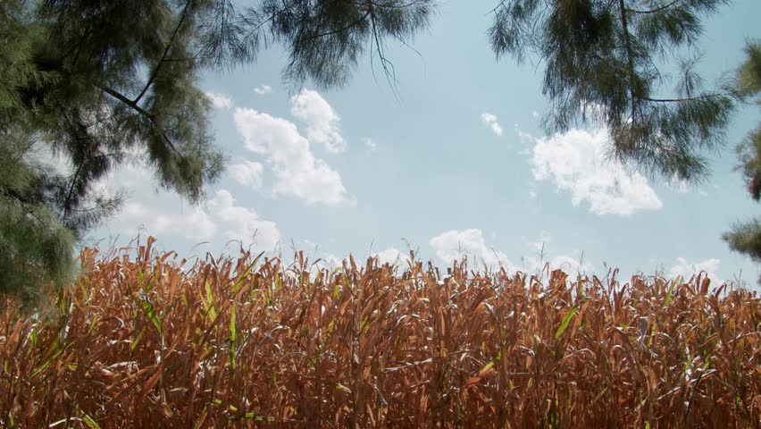Low angle view of ripe maize field under blue sky with fluffy clouds, framed by tree branches. Calm rural agriculture background with copy space.