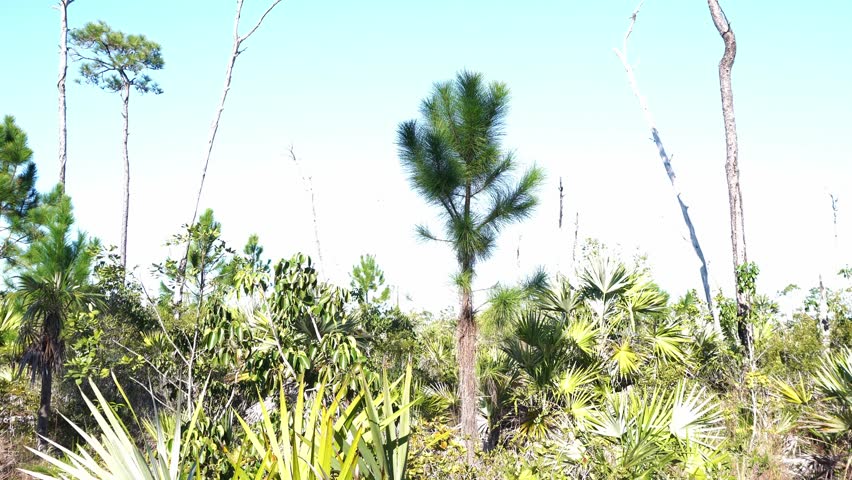 A unique tree stands in the middle, surrounded by different species of trees with vibrant colors — all beneath a magnificent blue sky.