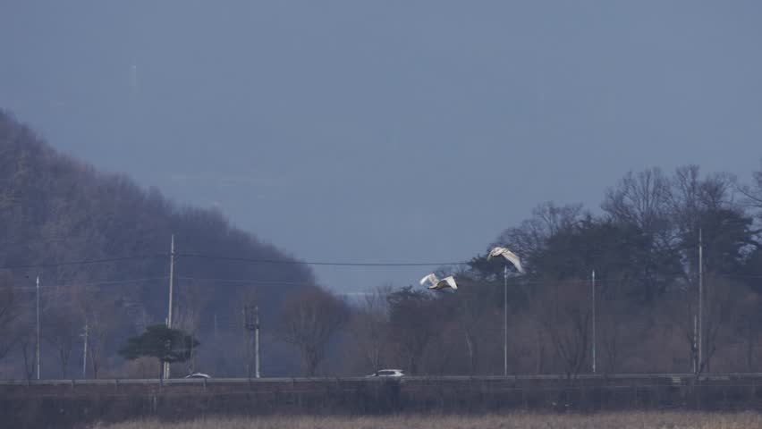 Whooper Swan Juveniles Flying Over Winter Wetland with HDR 4K