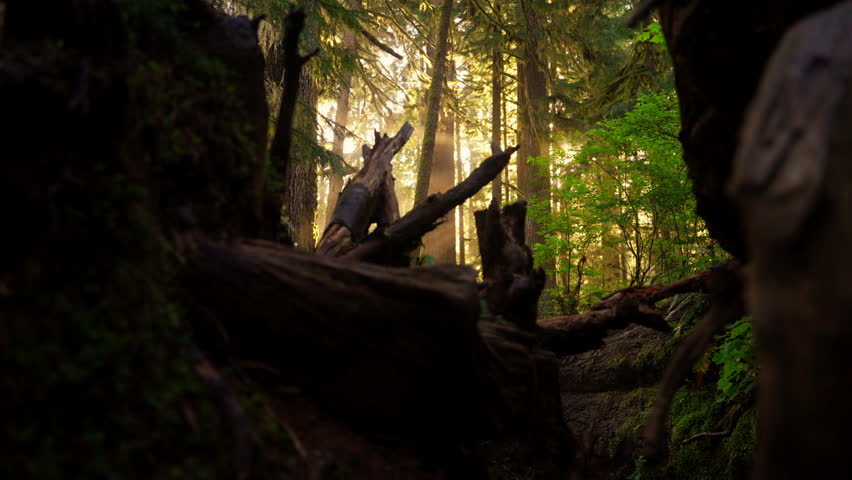 Early morning sunrays filtering through the forest trees in Olympic National Park, creating a serene, misty atmosphere. Ideal for nature, landscape, and wilderness footage.